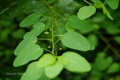 Leptopus cordifolius